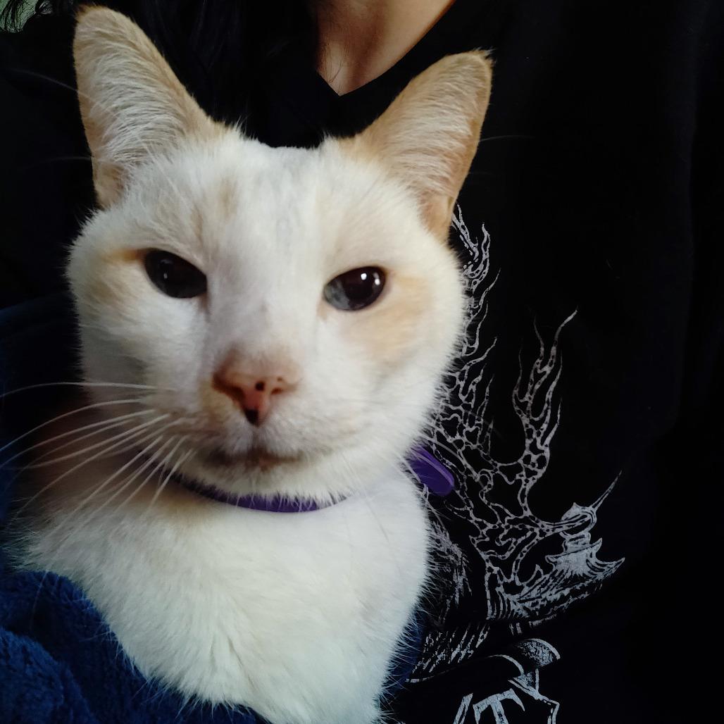 Nick, a Adoptable Domestic Short Hair in Philadelphia, PA image 3/6