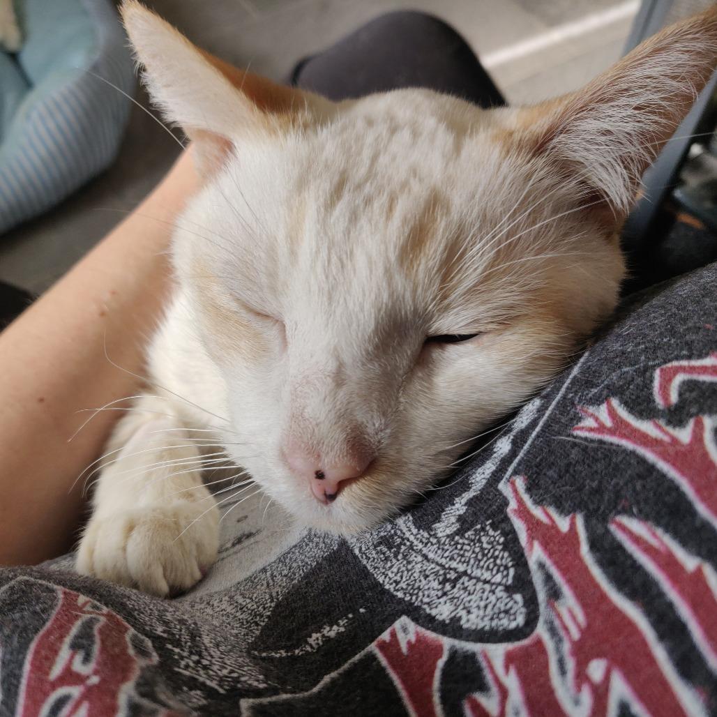 Nick, a Adoptable Domestic Short Hair in Philadelphia, PA image 4/6