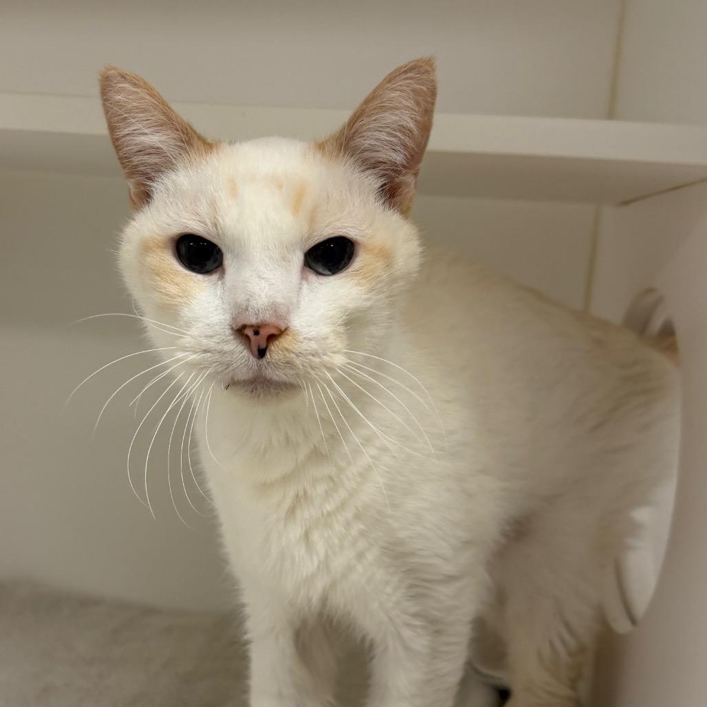 Nick, a Adoptable Domestic Short Hair in Philadelphia, PA image 6/6