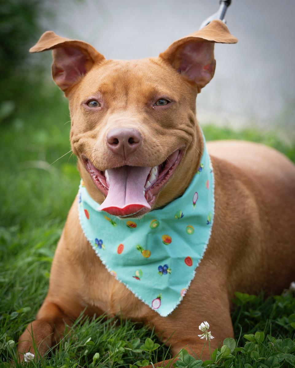 Missy, adoptable, Young Female Labrador Retriever & Terrier.