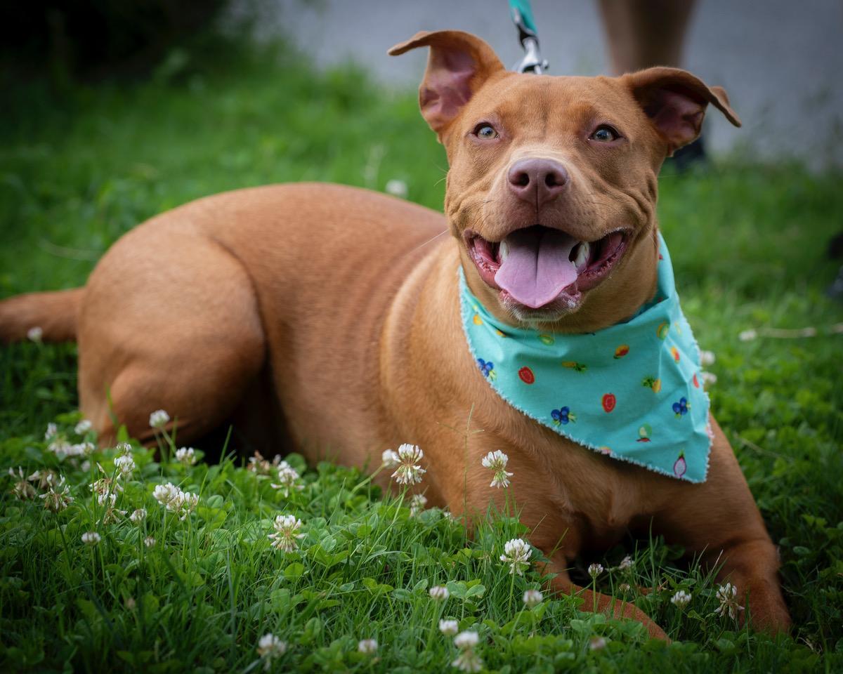 Enlarge Missy, an adoptable mixed breed in Winston-Salem, NC image 3/5