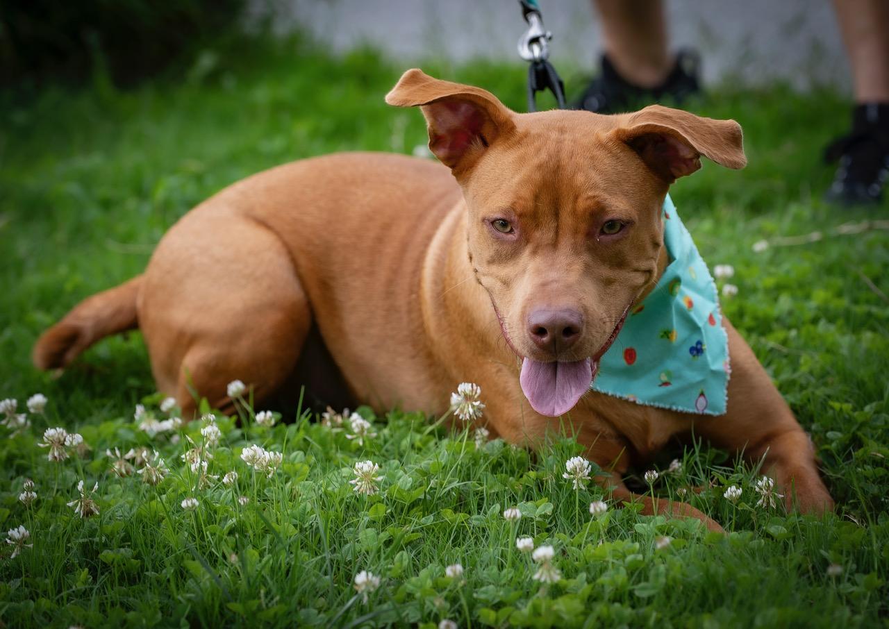 Enlarge Missy, an adoptable mixed breed in Winston-Salem, NC image 4/5