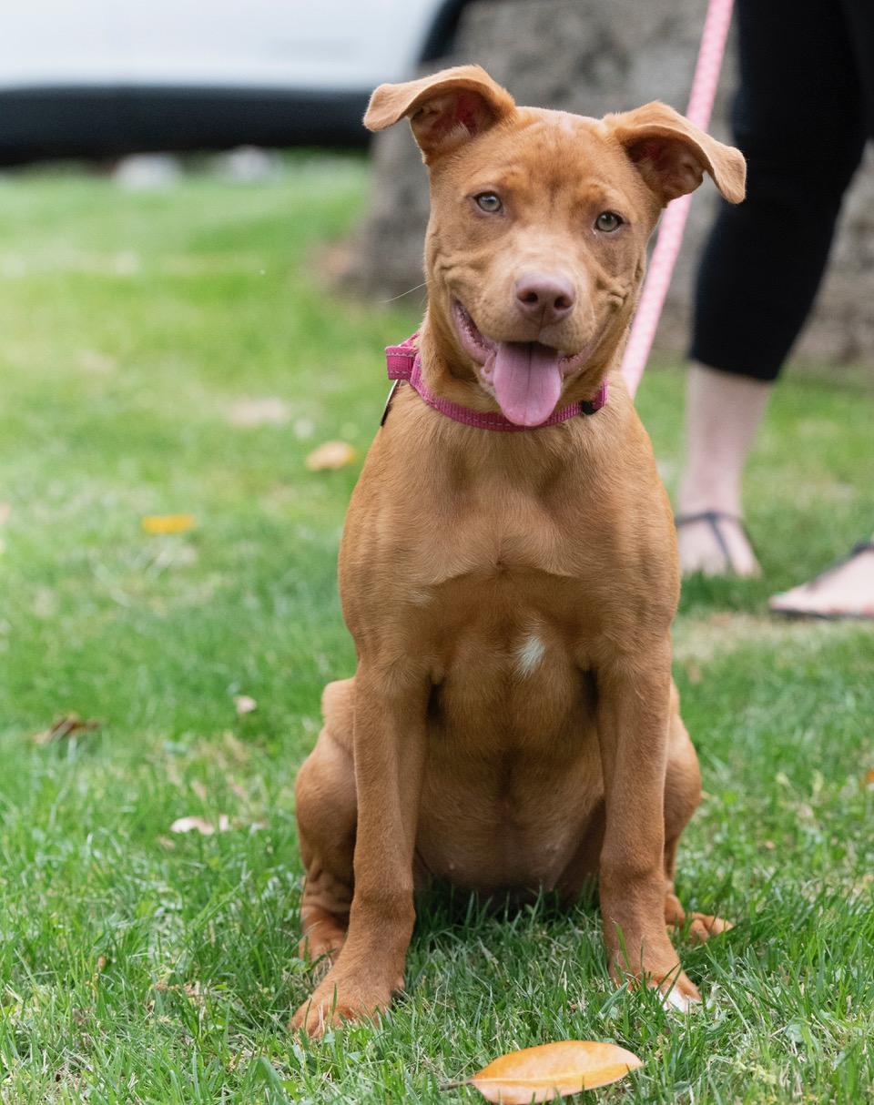 Enlarge Missy, an adoptable mixed breed in Winston-Salem, NC image 5/5