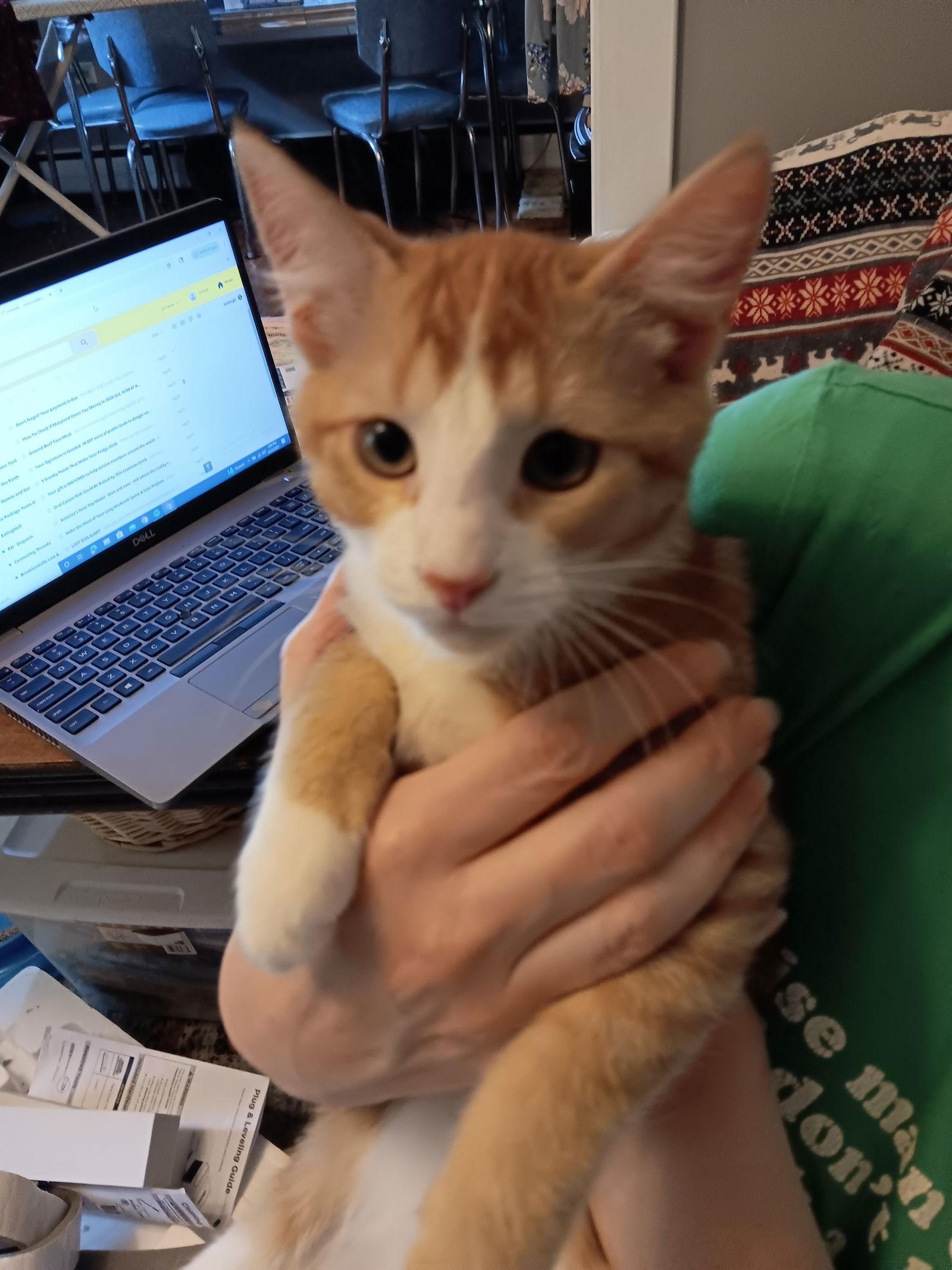 Mouse, Adopted, Young Male Domestic Short Hair.