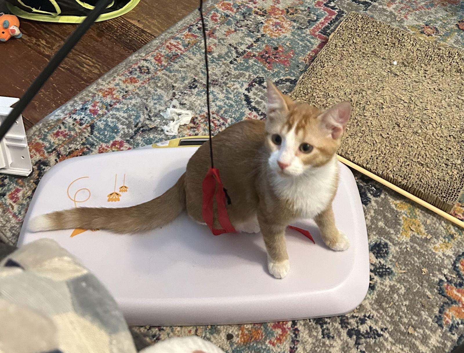 Mouse, a Adopted Domestic Short Hair in Ellicott City, MD image 2/3