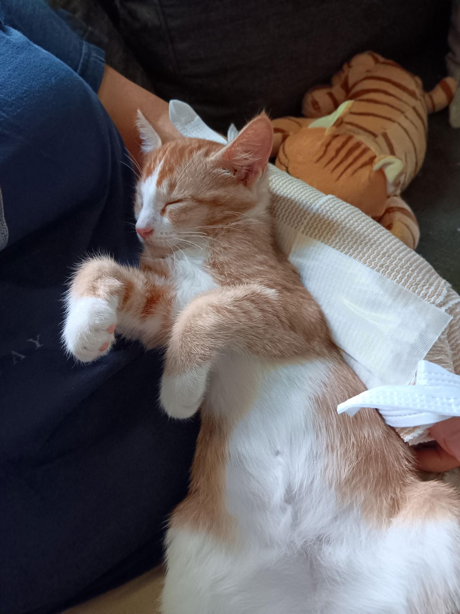 Mouse, a Adopted Domestic Short Hair in Ellicott City, MD image 3/3