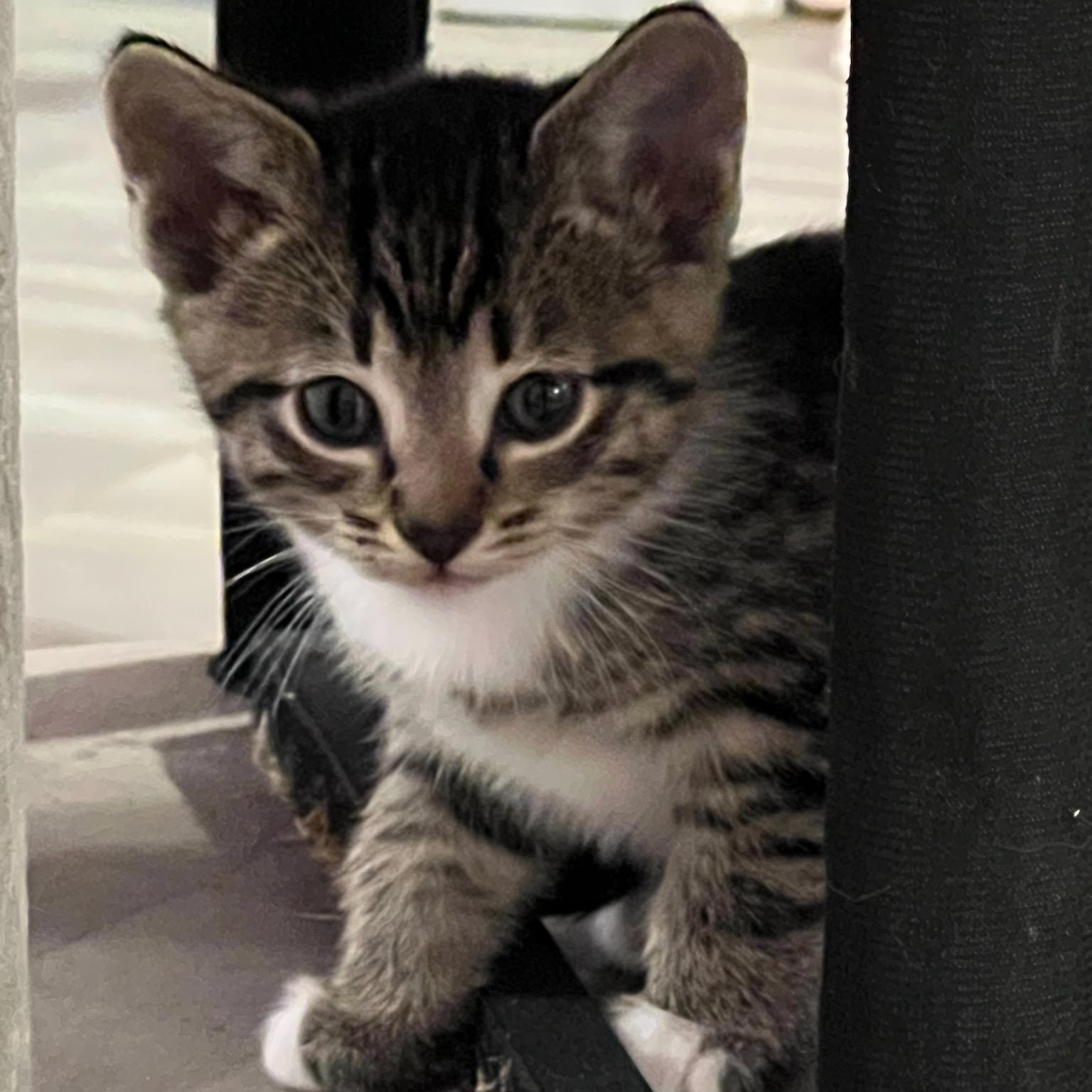 Juno, a Adoptable Domestic Short Hair in Murfreesboro, TN image 2/3