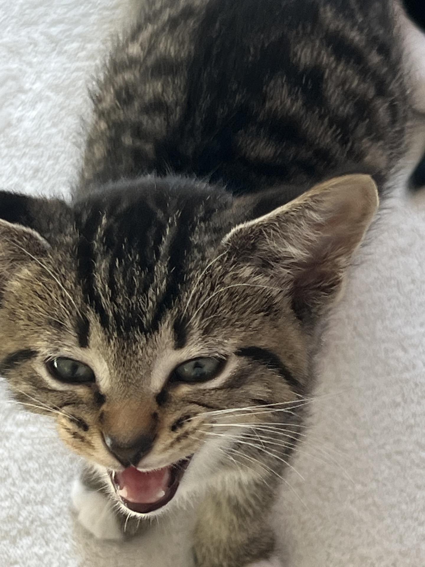 Juno, a Adoptable Domestic Short Hair in Murfreesboro, TN image 3/3