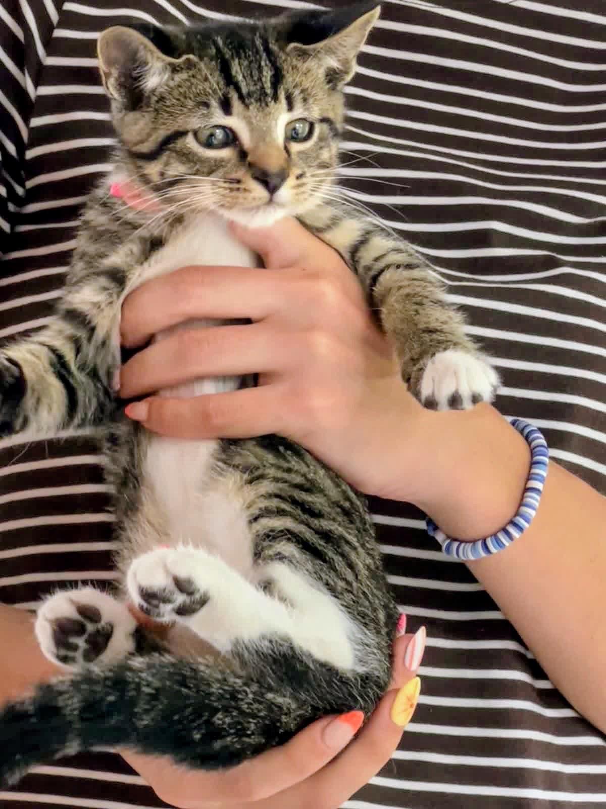 Juno, Adoptable, Kitten Male Domestic Short Hair.
