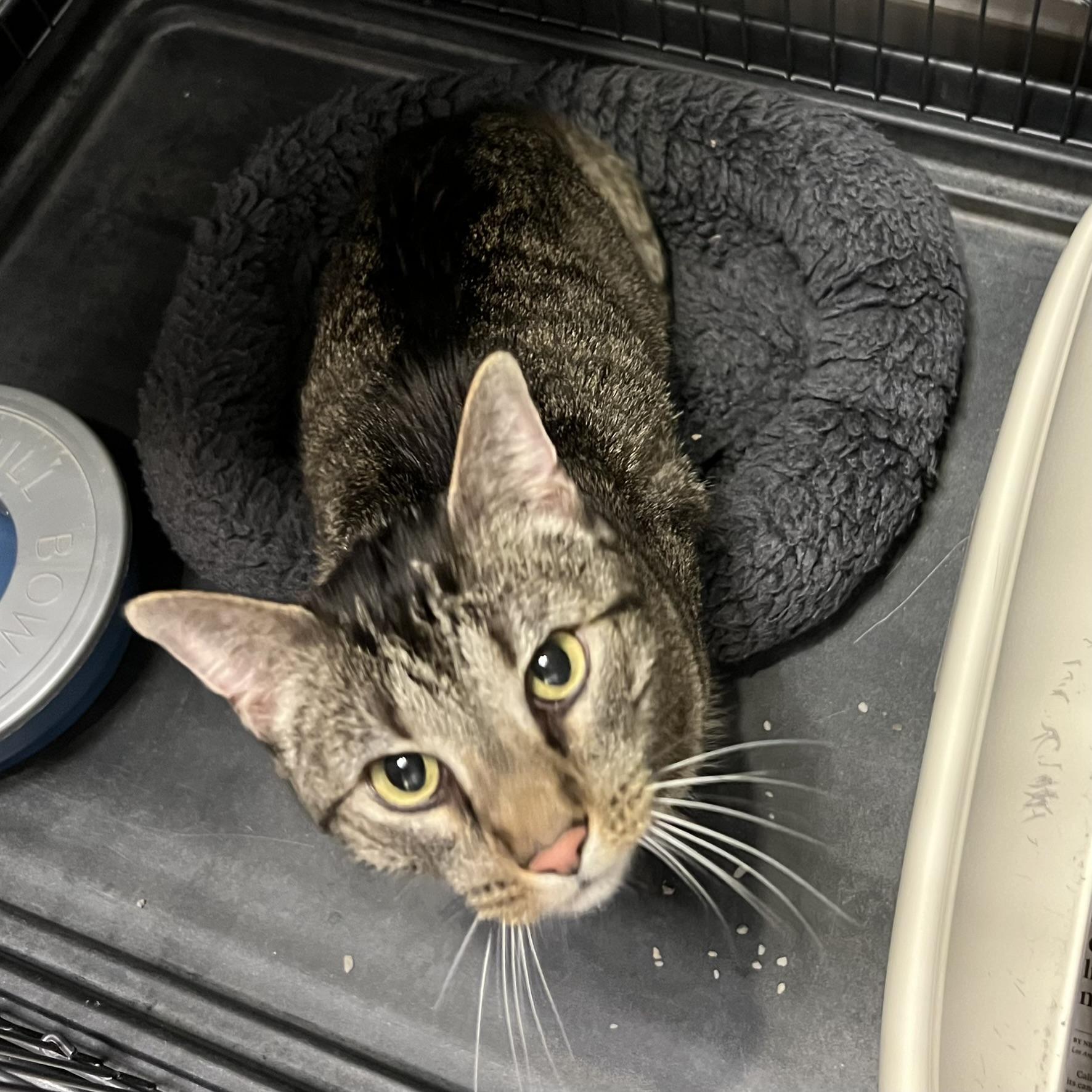 Axel, adopted, Adult Male Domestic Short Hair.