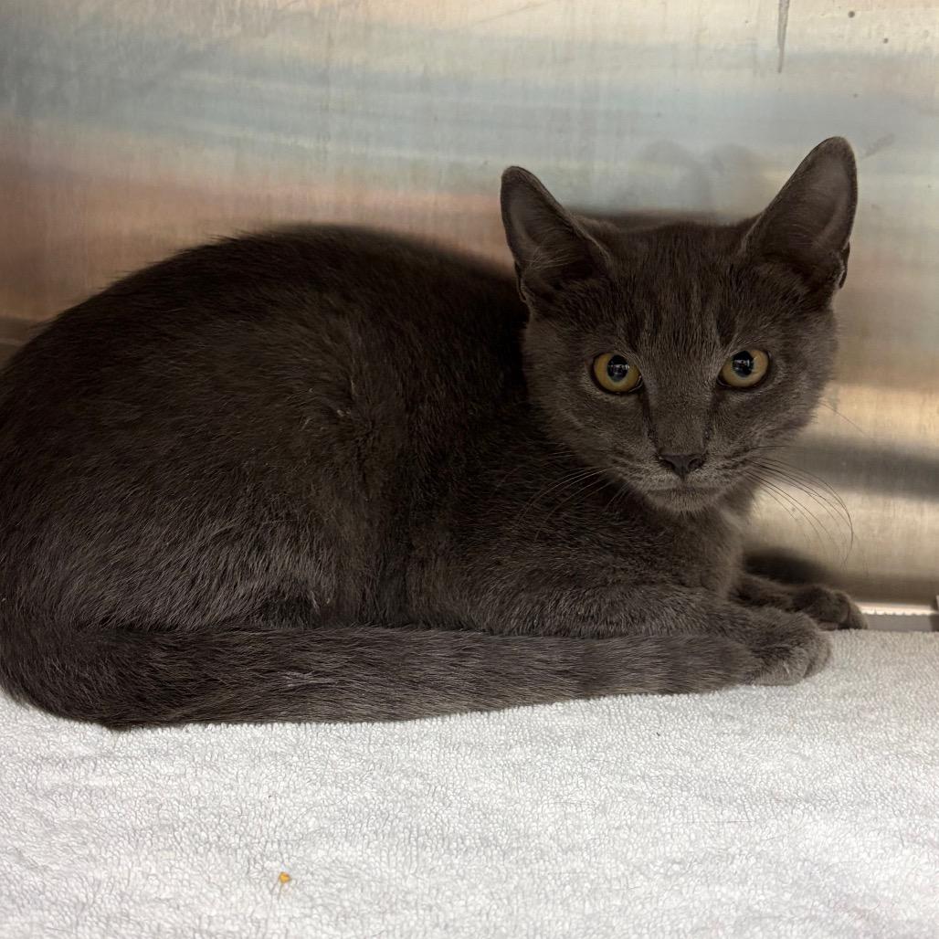 Enlarge Leonard, a Adoptable Domestic Short Hair in Philadelphia, PA image 1/1