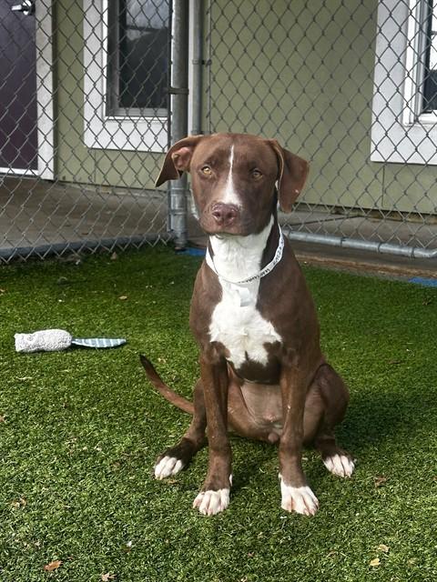 PUPPERCORN, Adoptable, Young Female Pit Bull Terrier.