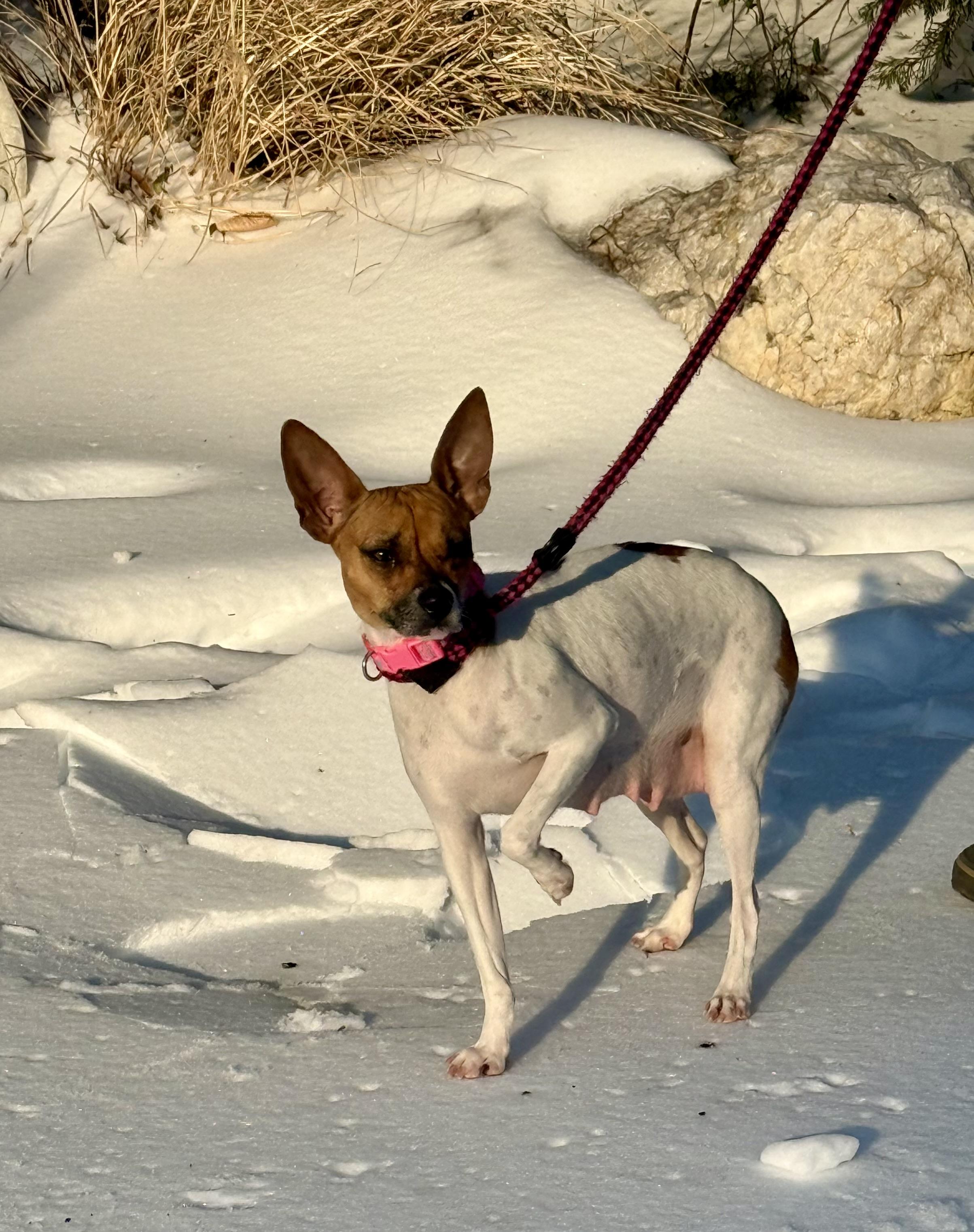Enlarge Buck, a ADOPTABLE mixed breed in Manassas, VA image 4/4