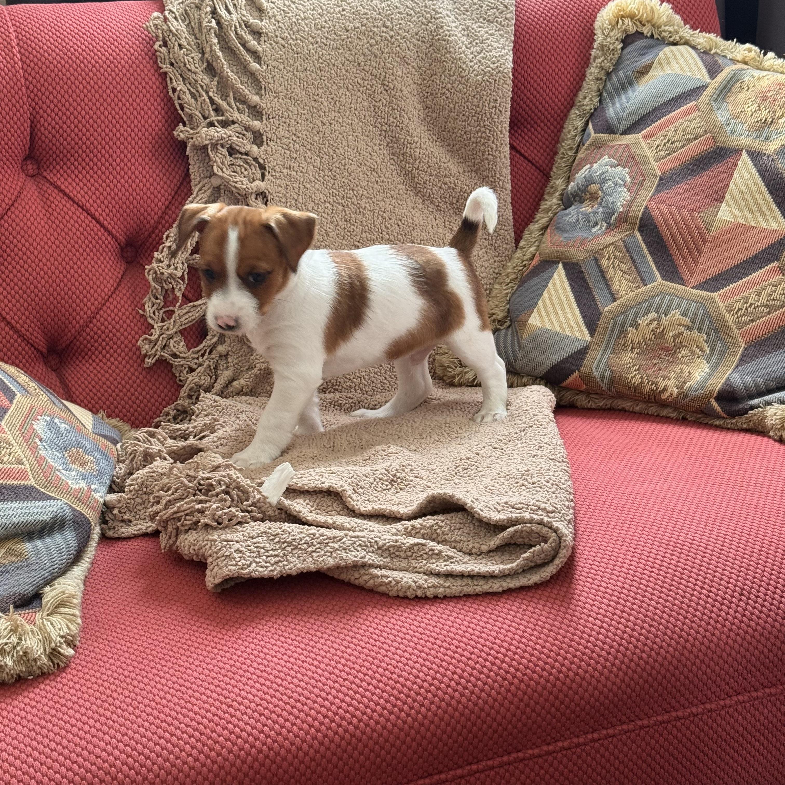 Enlarge Buck, a ADOPTABLE mixed breed in Manassas, VA image 2/4