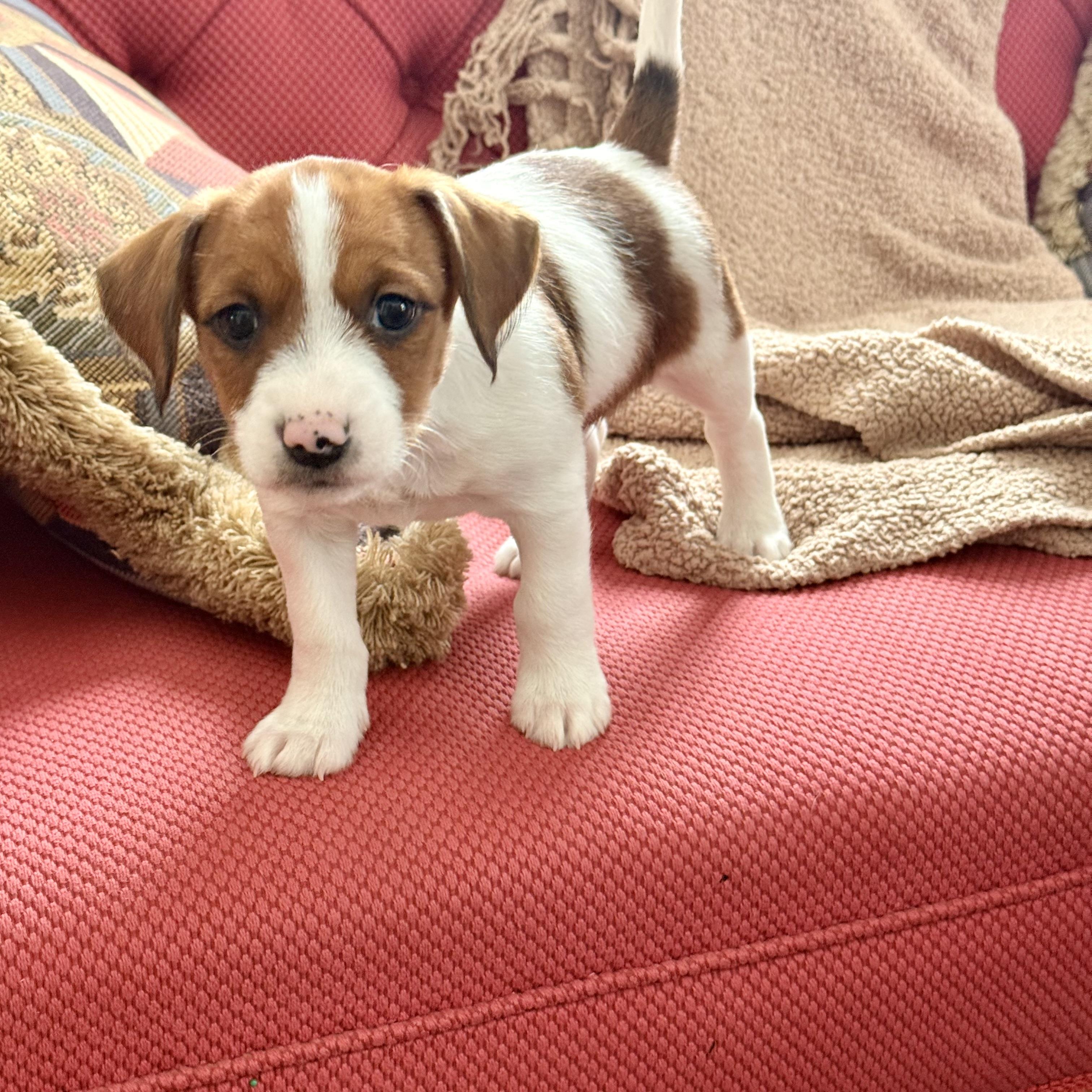 Enlarge Buck, a ADOPTABLE mixed breed in Manassas, VA image 1/4