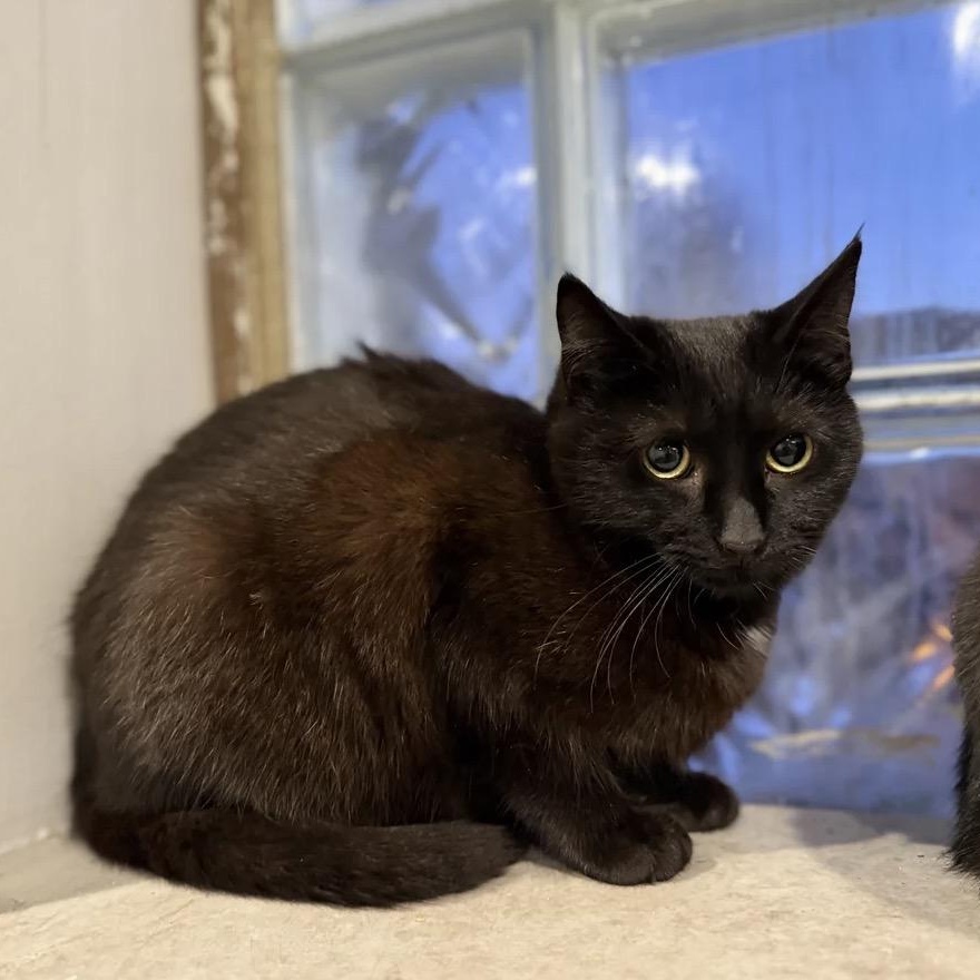 Shrimp, a ADOPTABLE Domestic Medium Hair in Westland, MI image 1/3