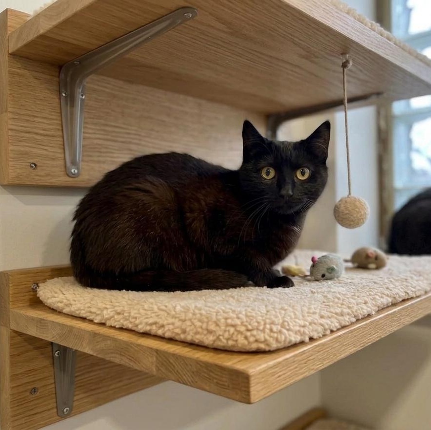 Shrimp, a ADOPTABLE Domestic Medium Hair in Westland, MI image 2/3