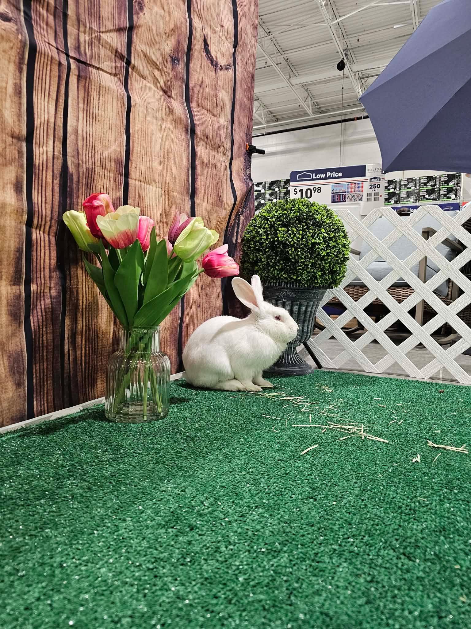 Enlarge Chef Boyardee, an adopted Flemish Giant in wichita, KS image 2/4