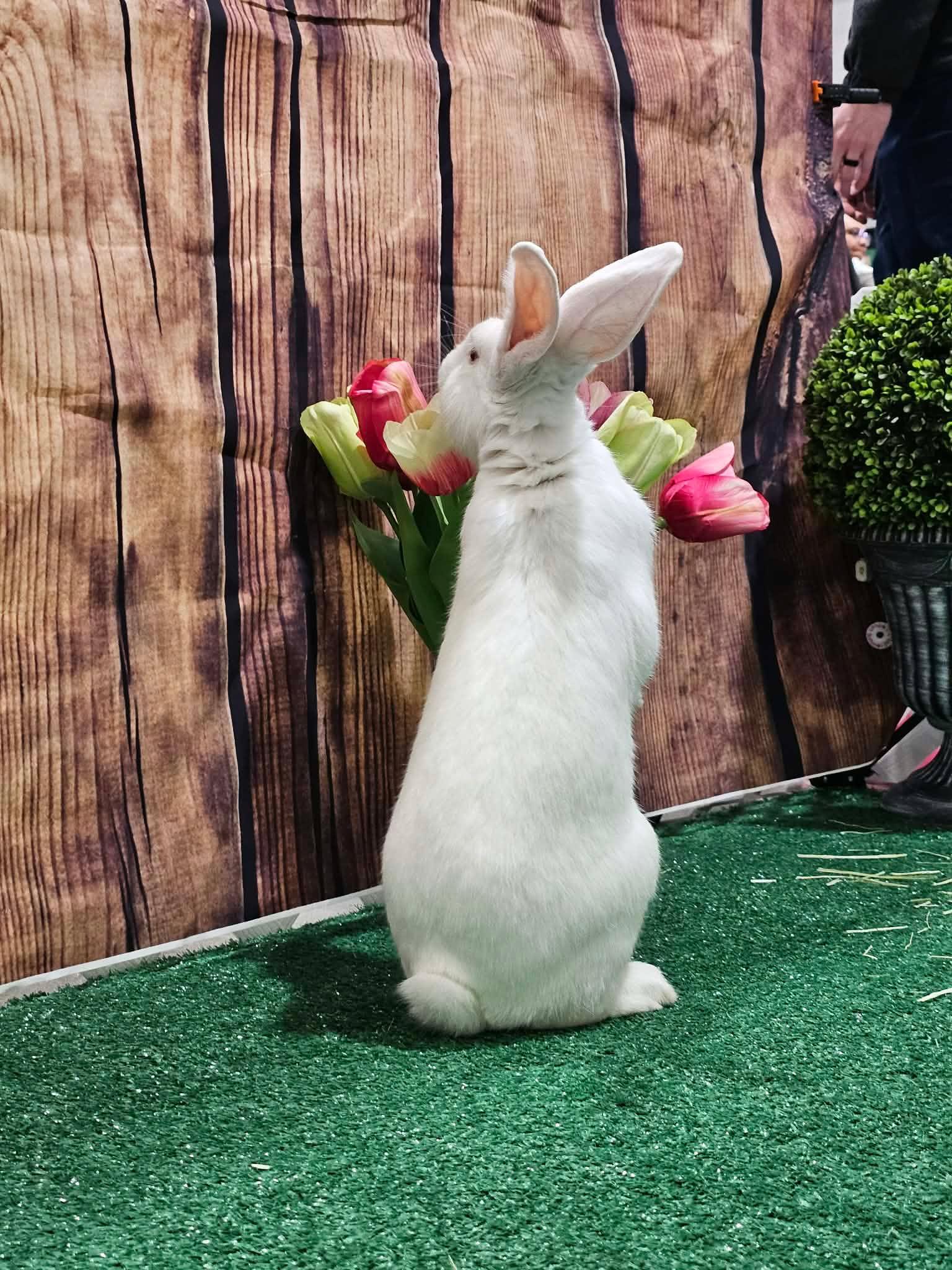 Chef Boyardee, adopted, Adult Male Flemish Giant.