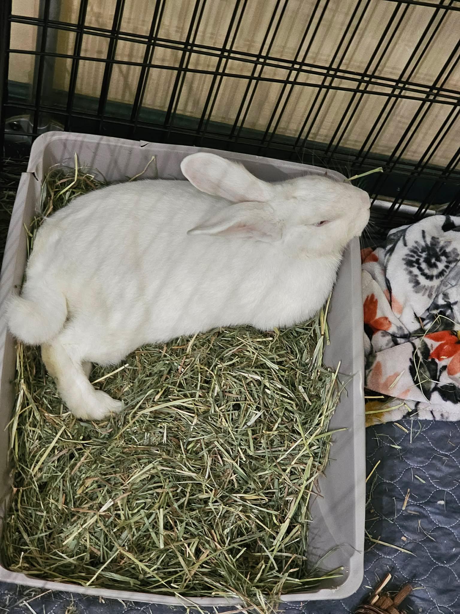Enlarge Chef Boyardee, an adopted Flemish Giant in wichita, KS image 3/4