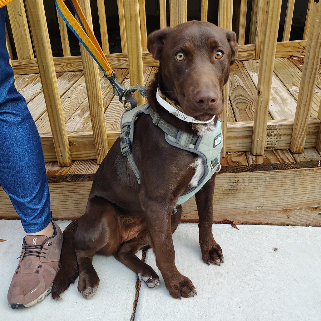 Poppy, Adoptable, Young Female Doberman Pinscher & Catahoula Leopard Dog.