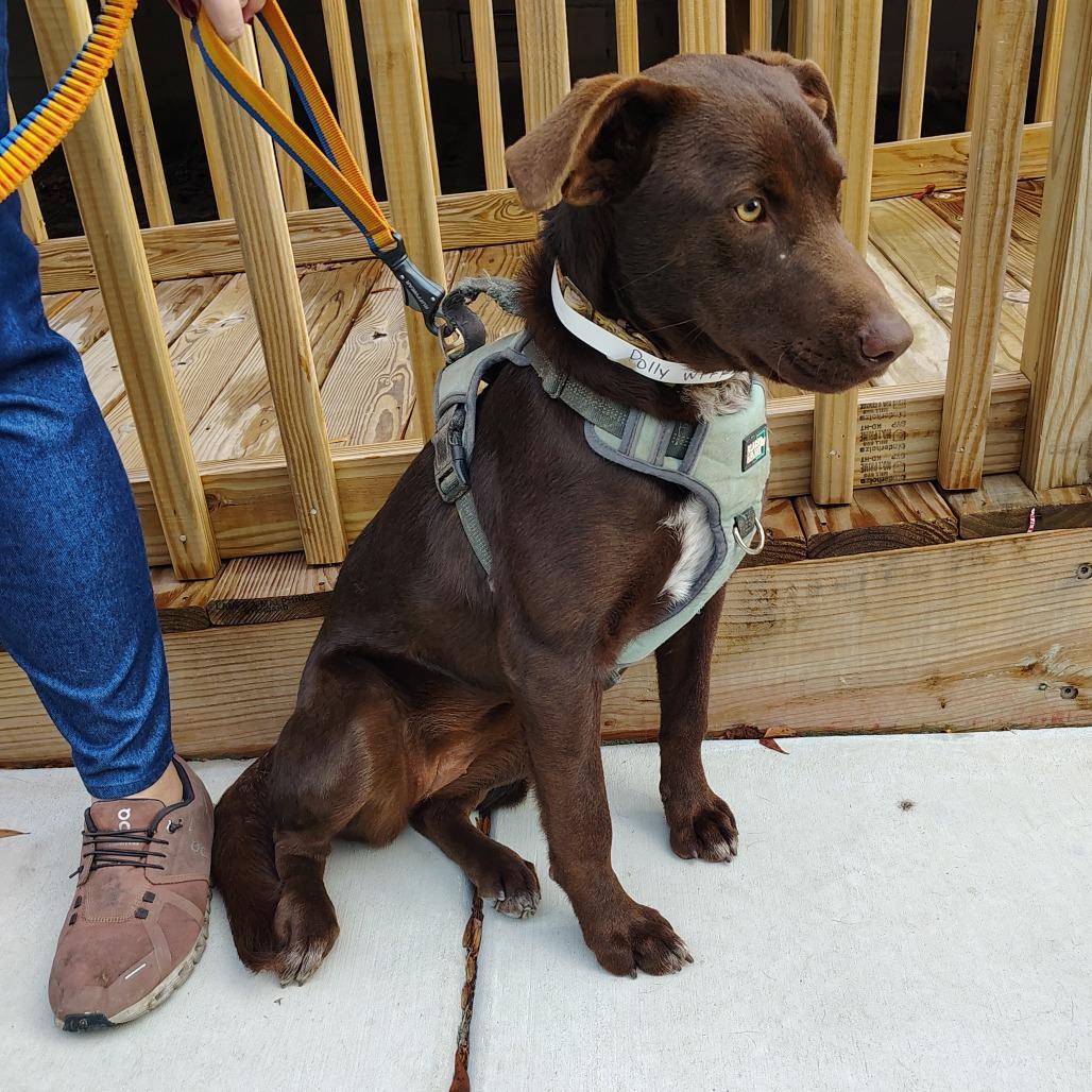 Enlarge Poppy, a Adoptable mixed breed in Wilmington, NC image 4/6