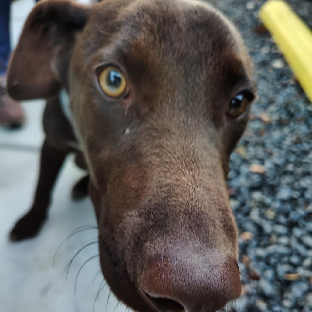 Enlarge Poppy, a Adoptable mixed breed in Wilmington, NC image 6/6