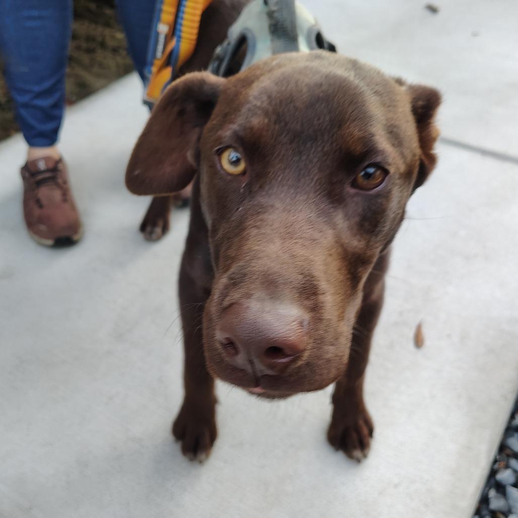 Enlarge Poppy, a Adoptable mixed breed in Wilmington, NC image 2/6