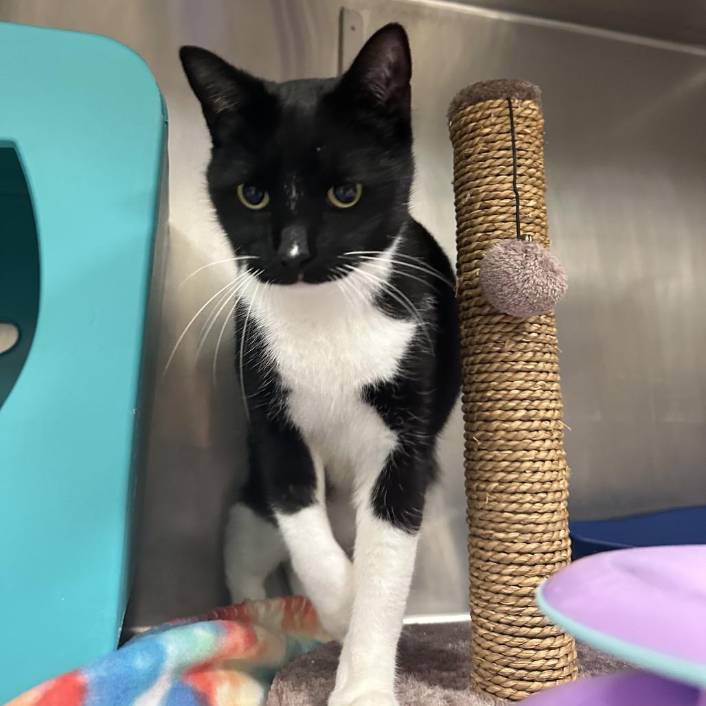 Safari, Adoptable, Adult Female Domestic Short Hair.