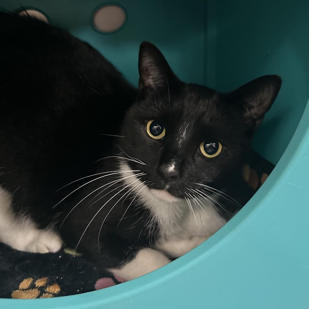 Enlarge Safari, a Adoptable Domestic Short Hair in Titusville, FL image 2/6