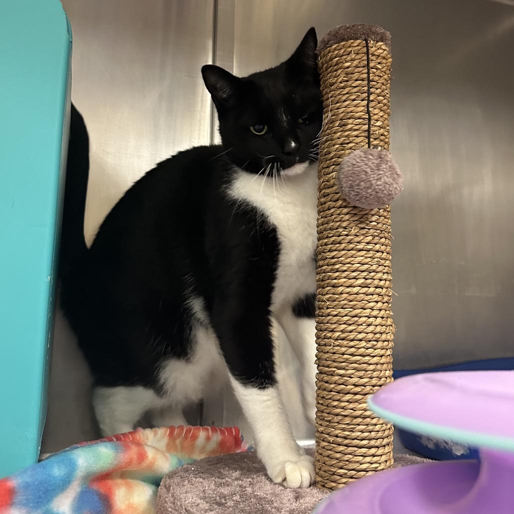 Enlarge Safari, a Adoptable Domestic Short Hair in Titusville, FL image 3/6