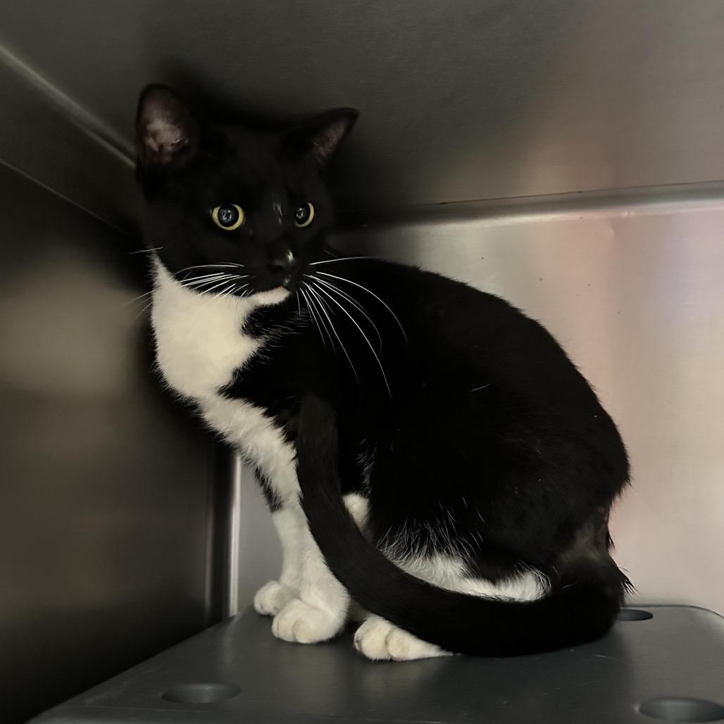 Enlarge Safari, a Adoptable Domestic Short Hair in Titusville, FL image 4/6