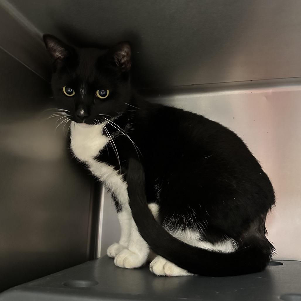 Enlarge Safari, a Adoptable Domestic Short Hair in Titusville, FL image 5/6