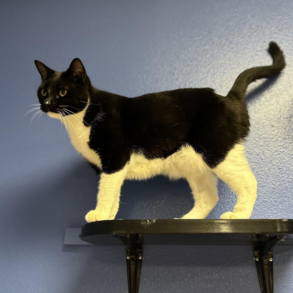 Enlarge Safari, a Adoptable Domestic Short Hair in Titusville, FL image 5/6