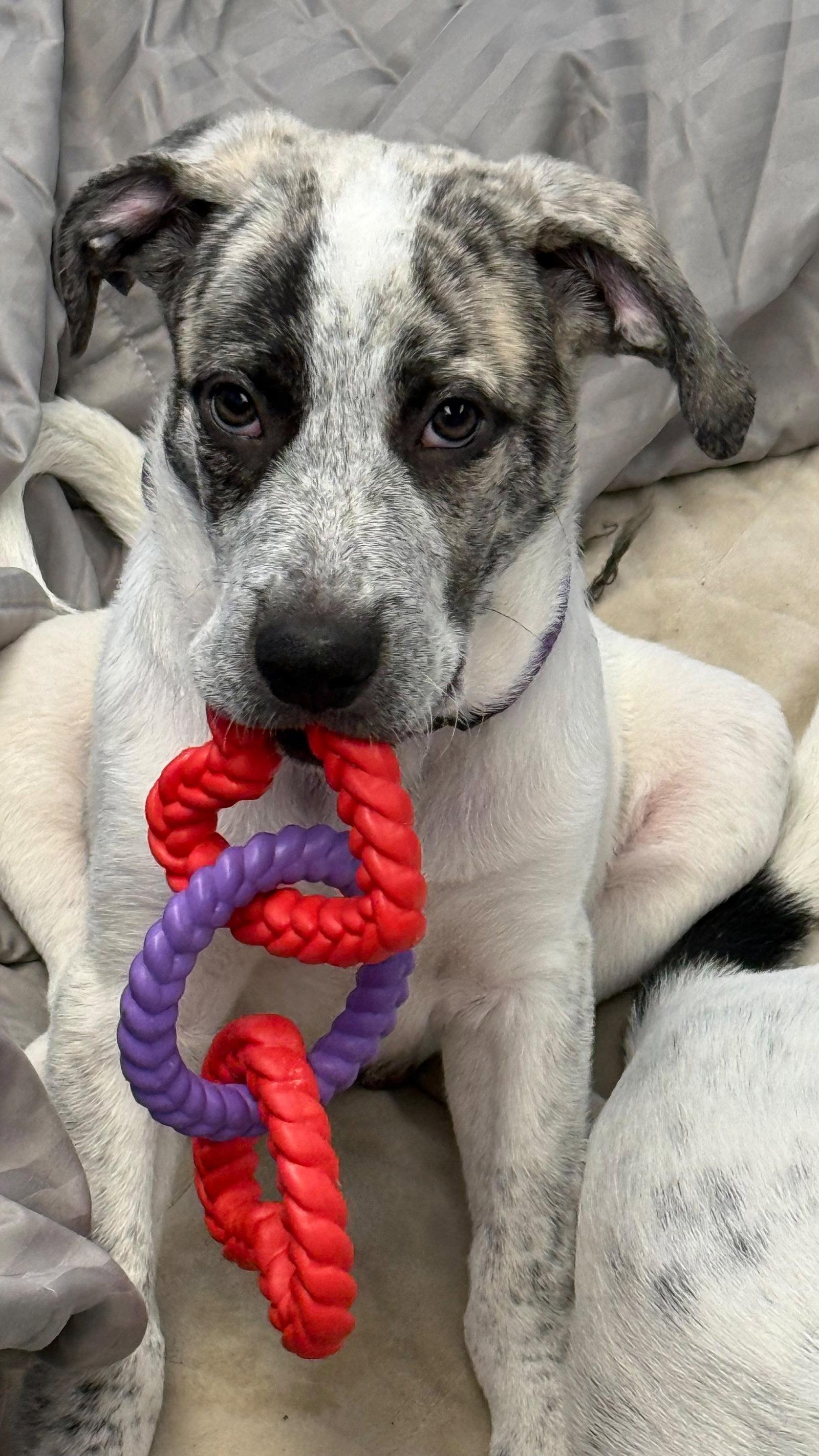 Lennon, Adoptable, Puppy Male Great Pyrenees.
