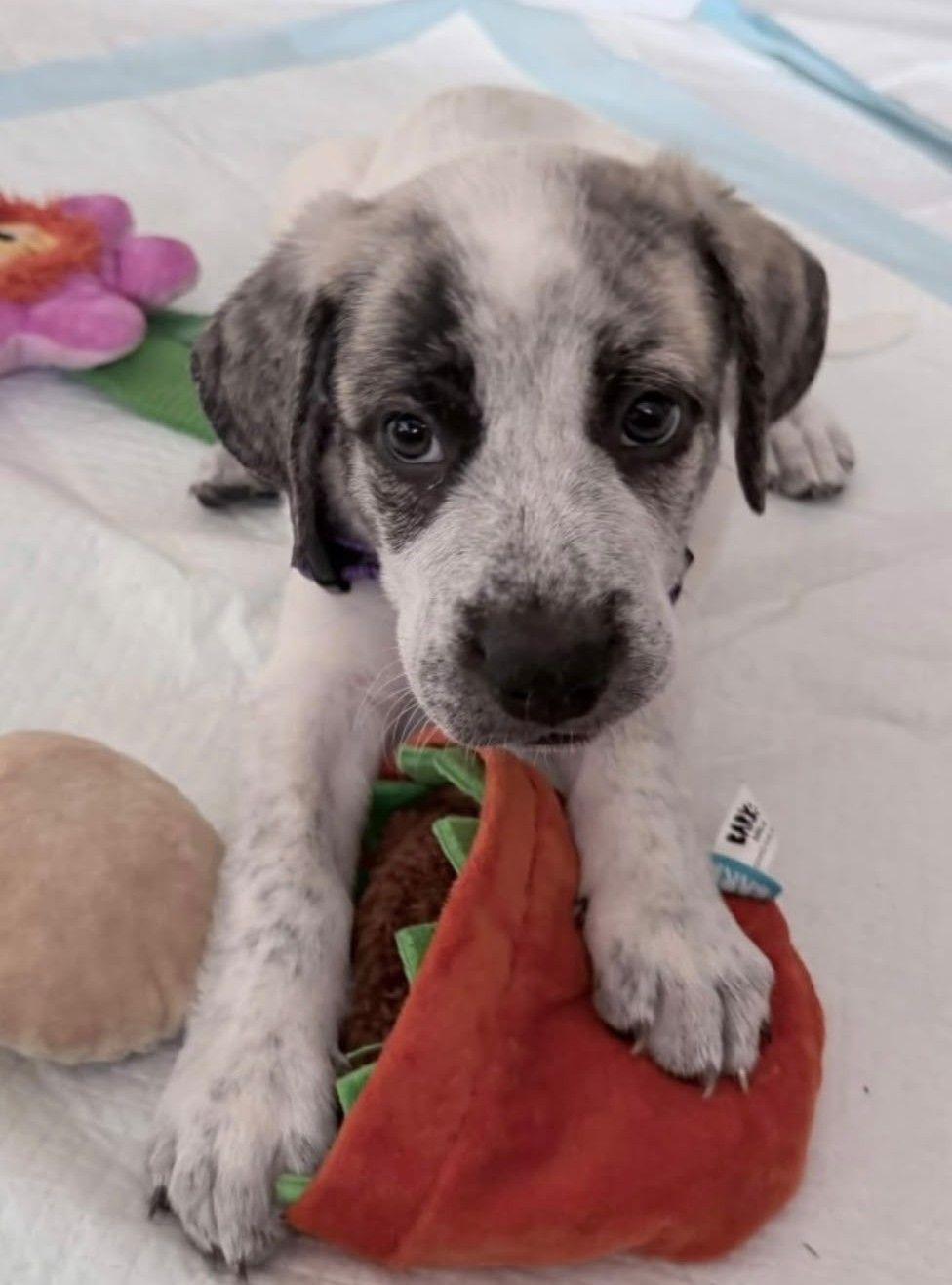 Lennon, Adoptable, Puppy Male Great Pyrenees.