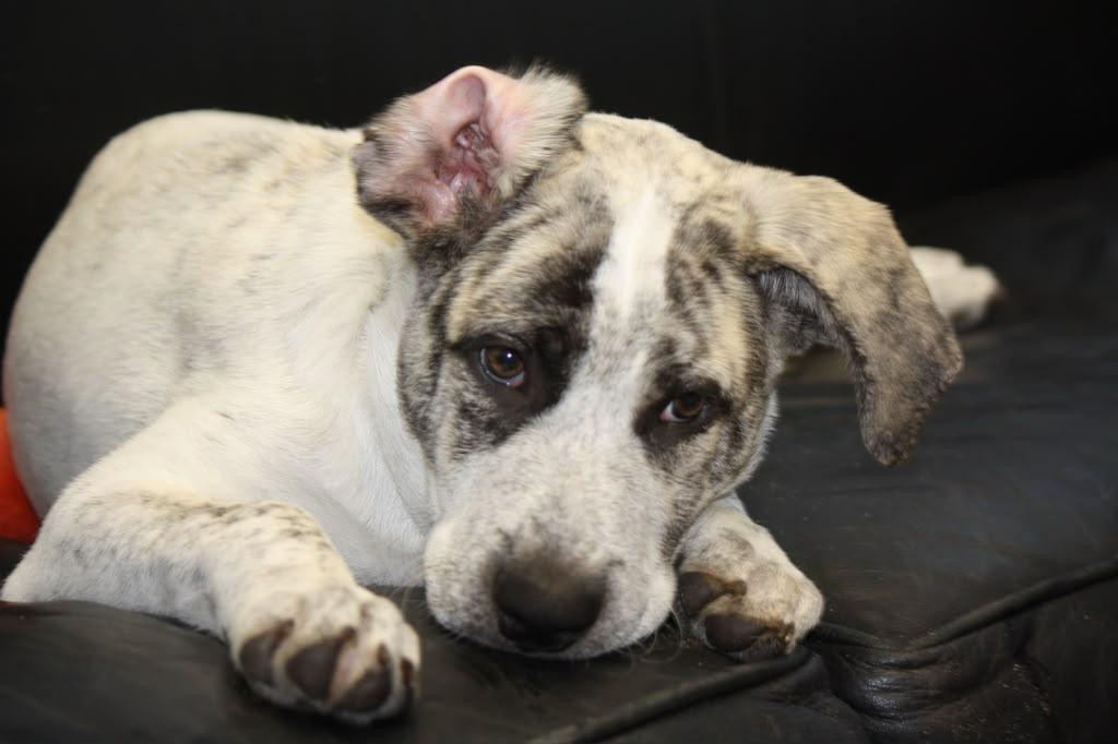 Lennon, a Adoptable Great Pyrenees in Cliffwood, NJ image 3/3