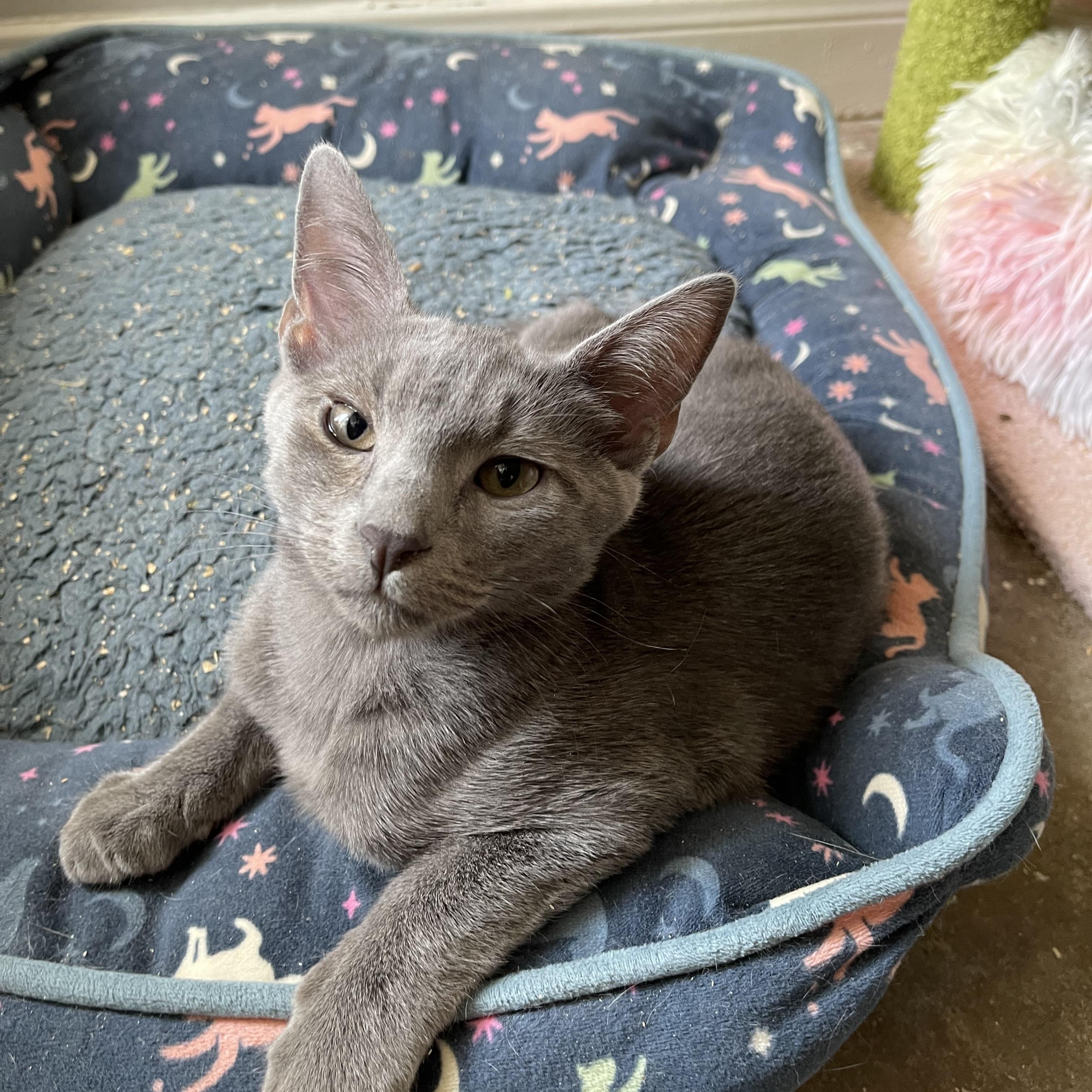 Enlarge Brock - Riley Fuzzel Petsmart, a Adoptable Russian Blue in Spring, TX image 5/5