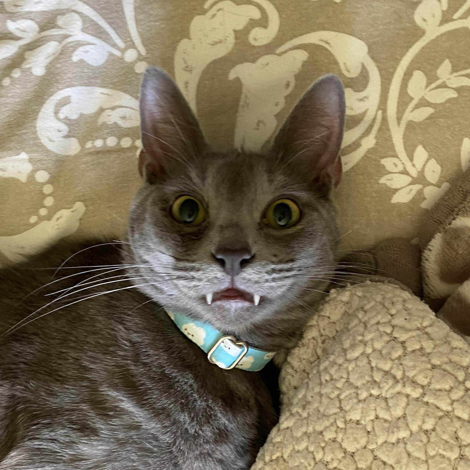 Enlarge Brock - Riley Fuzzel Petsmart, a Adoptable Russian Blue in Spring, TX image 1/5