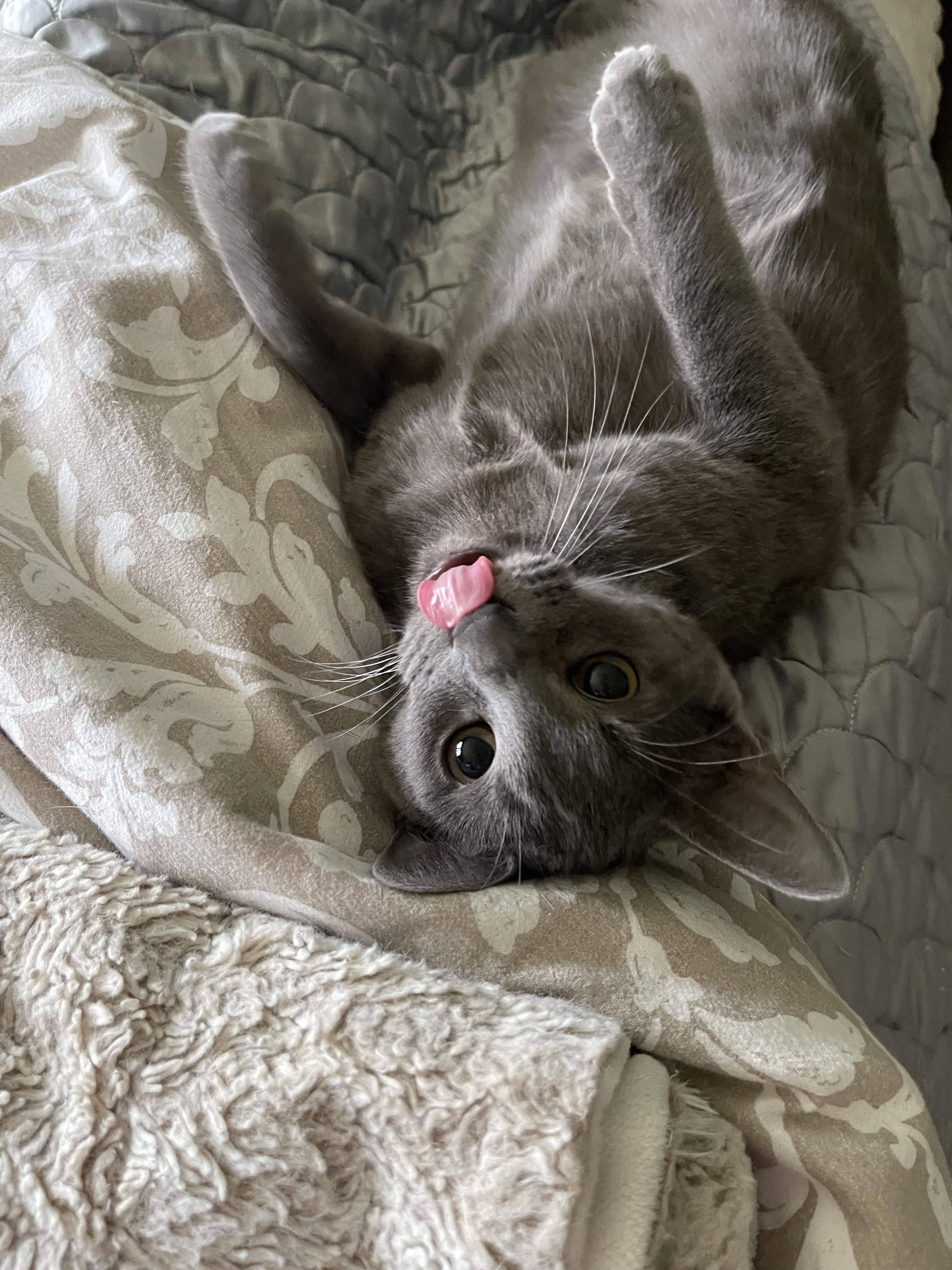 Brock - Riley Fuzzel Petsmart — thumbnail 3