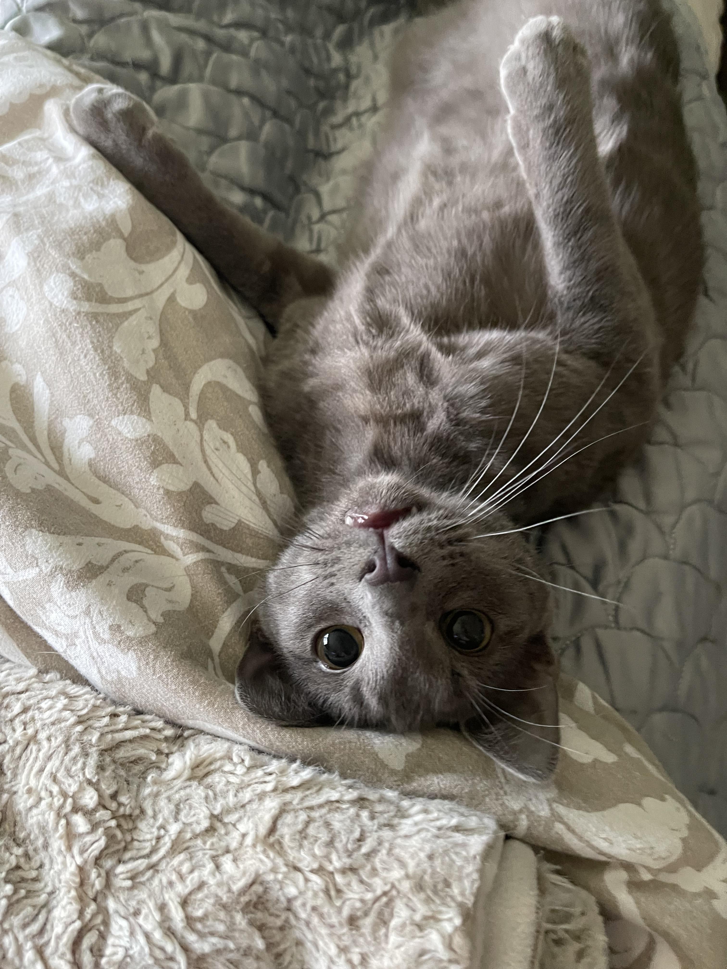 Brock - Riley Fuzzel Petsmart — thumbnail 4