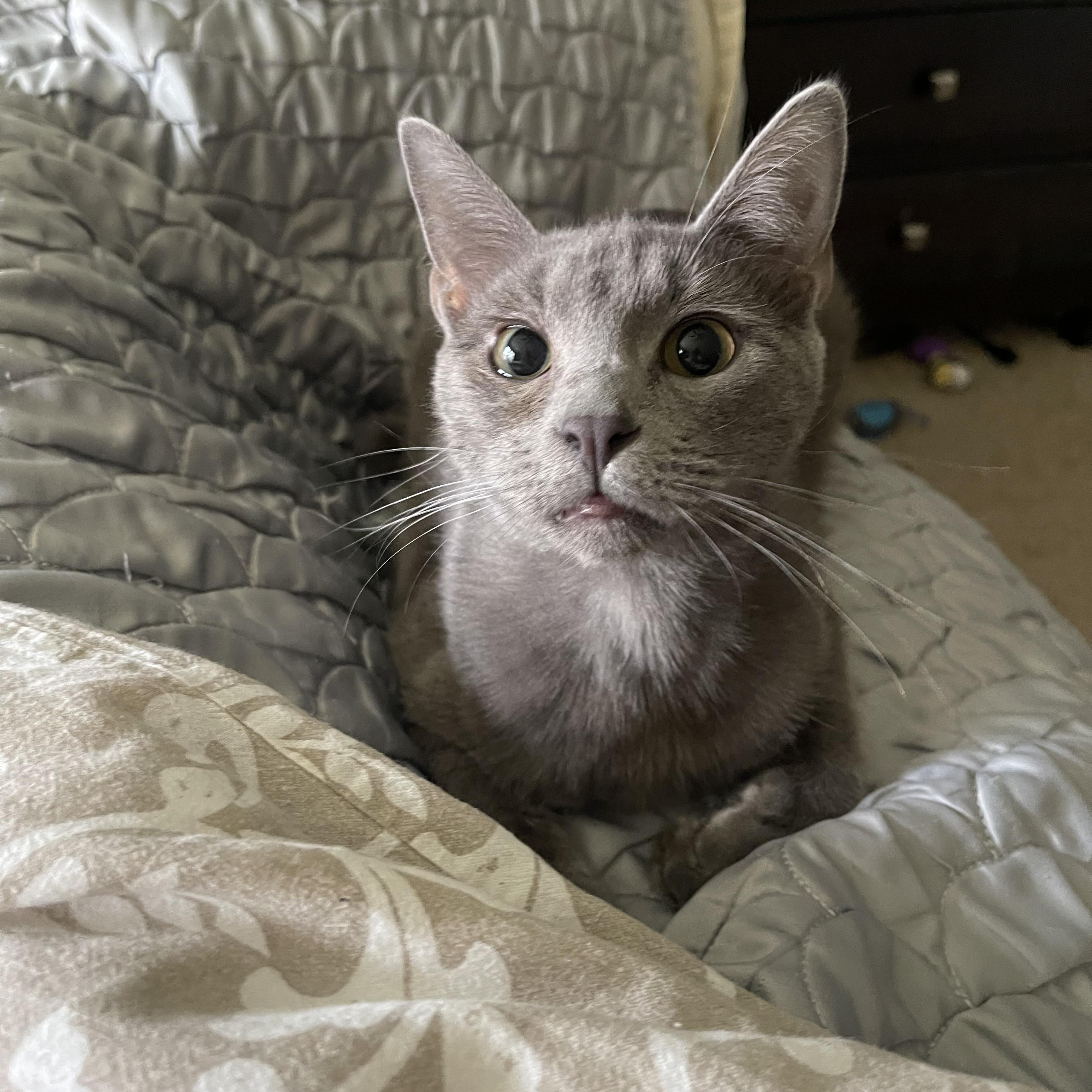 Brock - Riley Fuzzel Petsmart — thumbnail 5