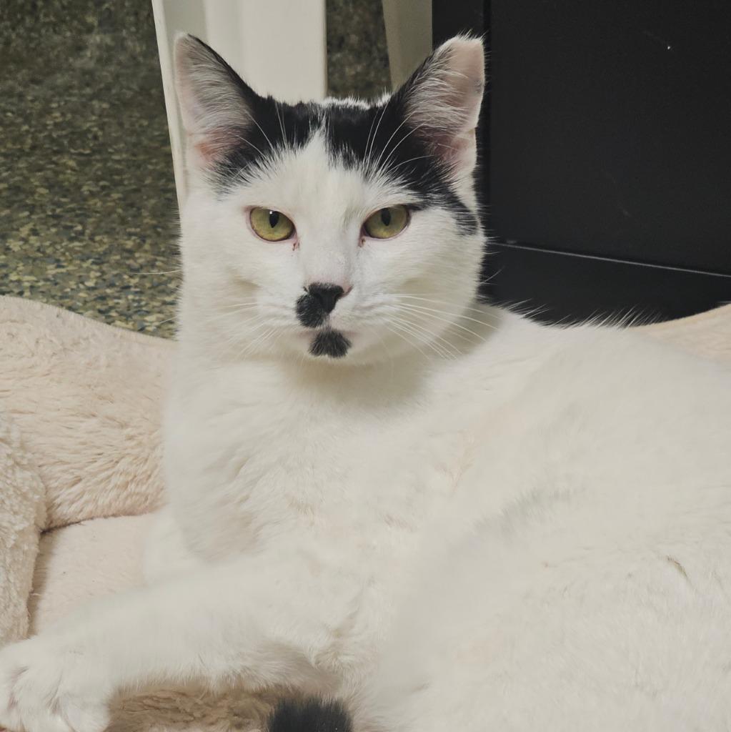 Pistachio, Adopted, Adult Male Domestic Short Hair.