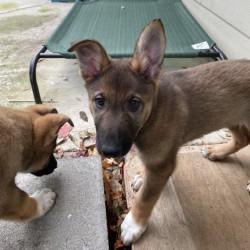 Enlarge Babs, a Adoptable mixed breed in Eastsound, WA image 1/3