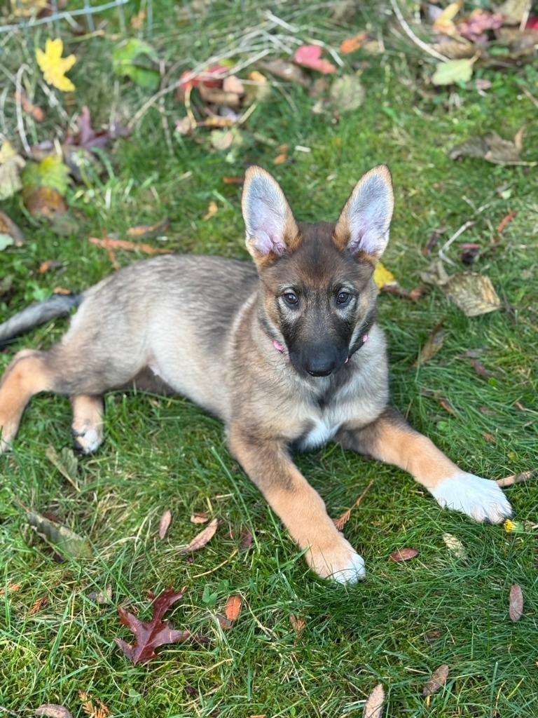 Babs, Adoptable, Puppy Female German Shepherd Dog & Australian Shepherd.