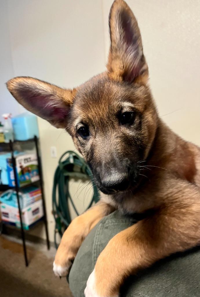 Enlarge Babs, a Adoptable mixed breed in Eastsound, WA image 3/3