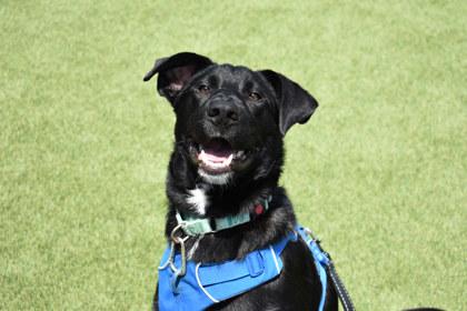 Lennon, a Adoptable mixed breed in Kansas City, MO image 1/3