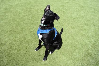 Lennon, a Adoptable mixed breed in Kansas City, MO image 2/3