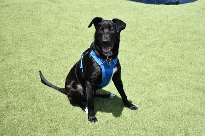 Lennon, a Adoptable mixed breed in Kansas City, MO image 3/3