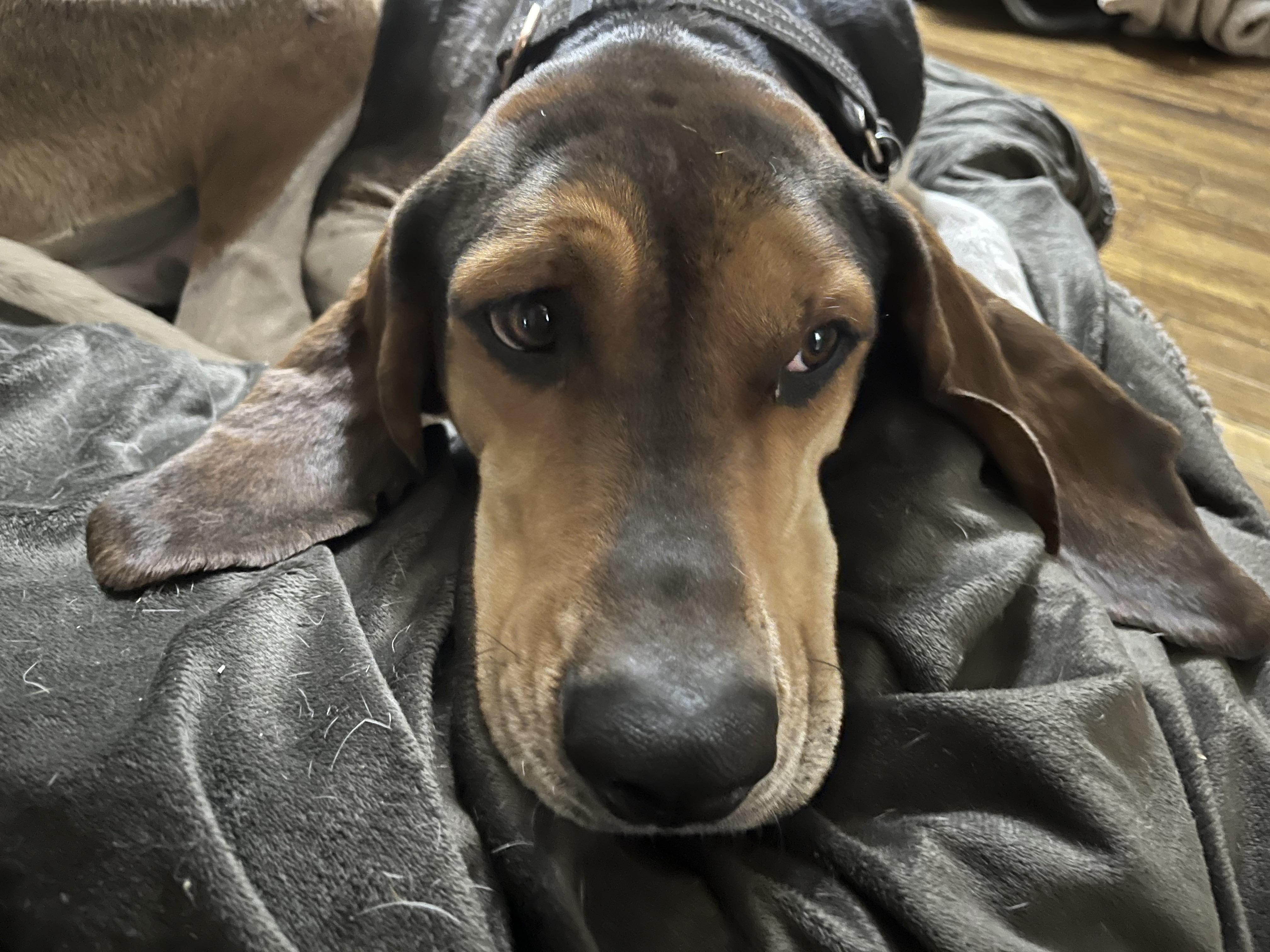 Enlarge Gus, a Adoptable Coonhound in Spring Hill, TN image 2/6
